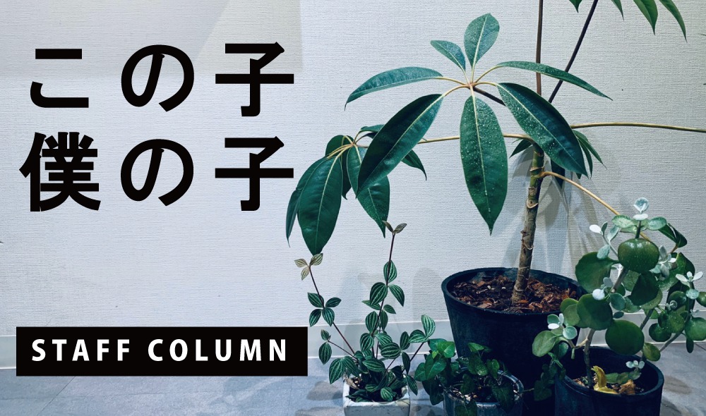 インテリアその2 この子 僕の子 熊本の新築一戸建て 建売 分譲地ならアネシス 公式