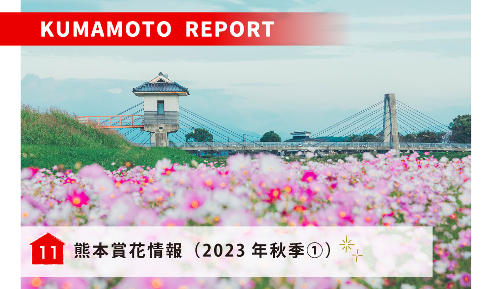 熊本賞花情報（2023年秋季①）