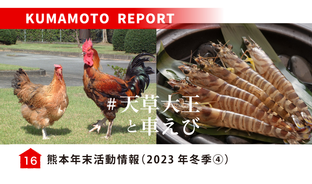 熊本年末活動情報（2023年冬季④）／夢幻地雞「天草大王」和明蝦季
